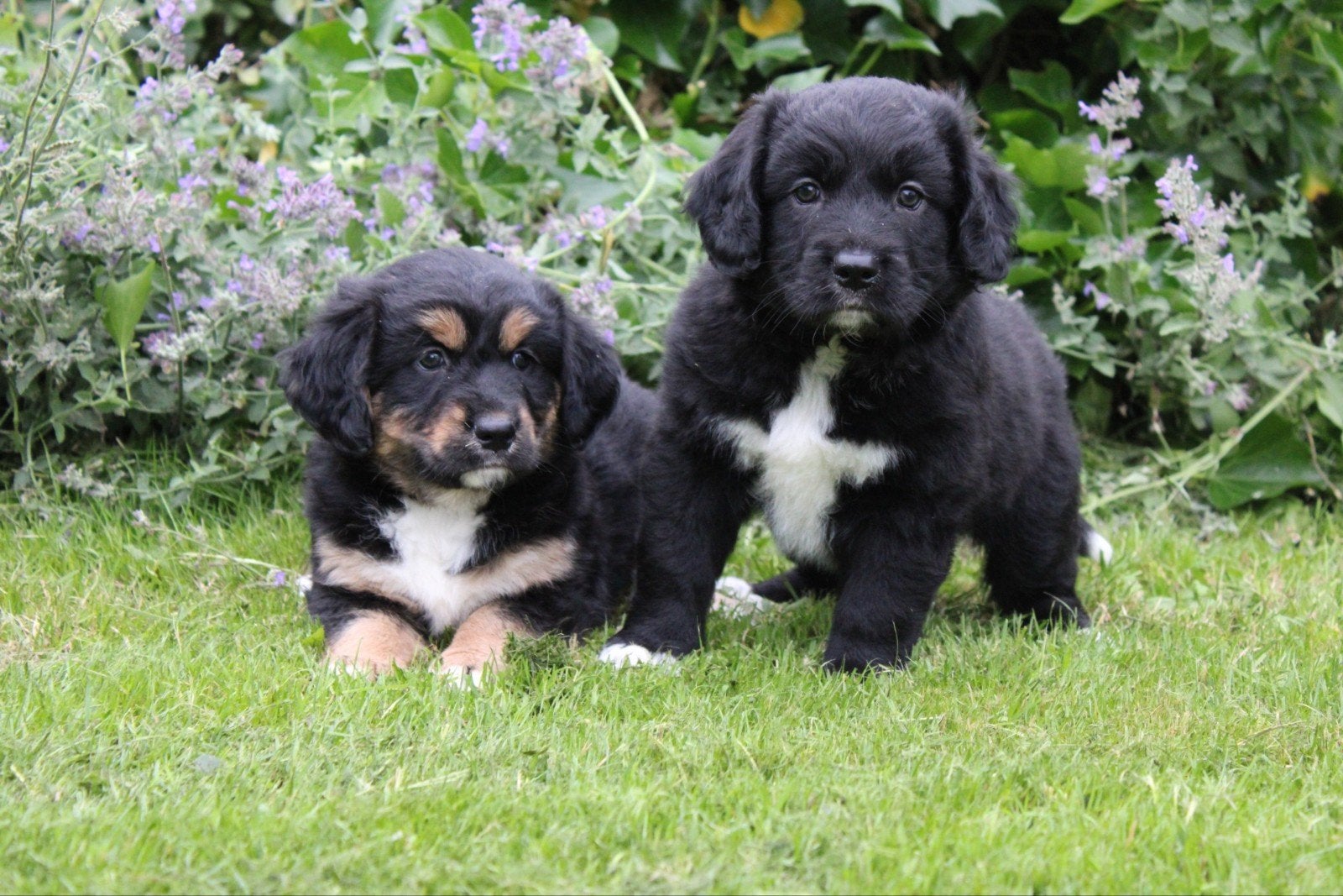 Unieke friese stabij x novascotiaduck tolling retriever pups, Parvo, Overige rassen, 8 tot 15 weken, Meerdere