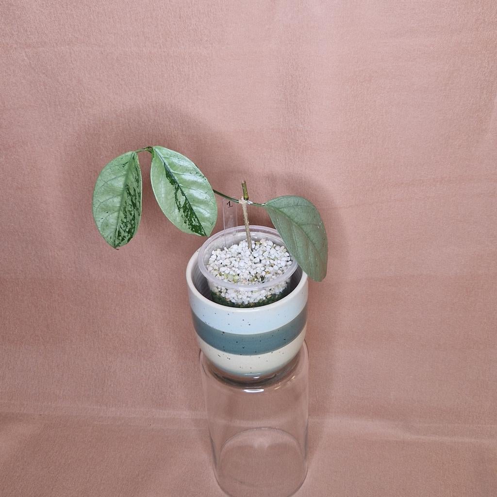 Hoya Coriacea Silver 1, Overige soorten, Minder dan 100 cm, Bloeiende kamerplant, Halfschaduw
