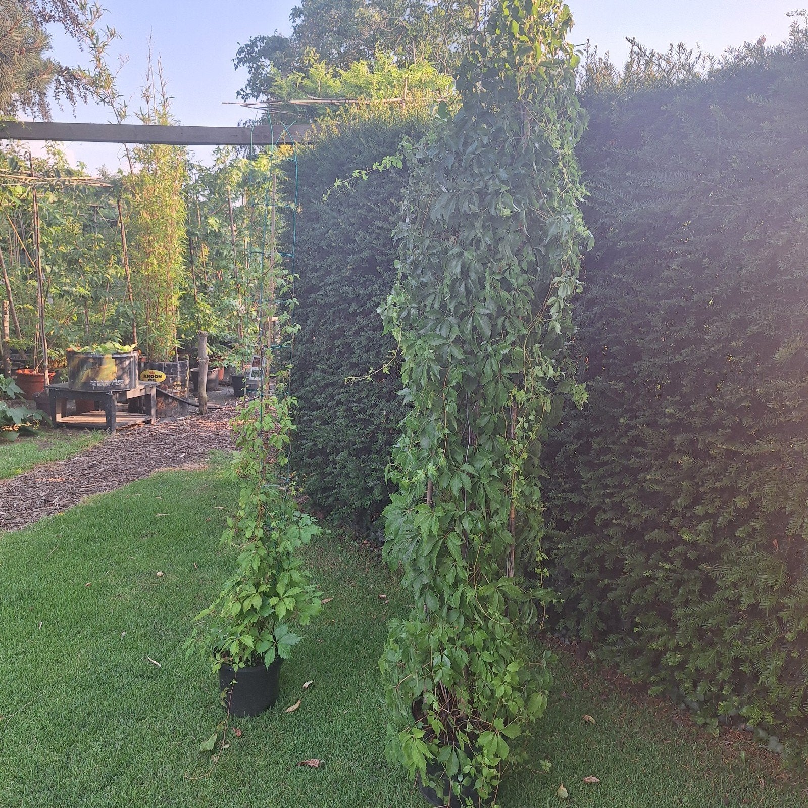 Wilde Wingerd (Parthenocissus quinquefolia) - Snelle groeier, Tuin en Terras, Ophalen, Overige soorten