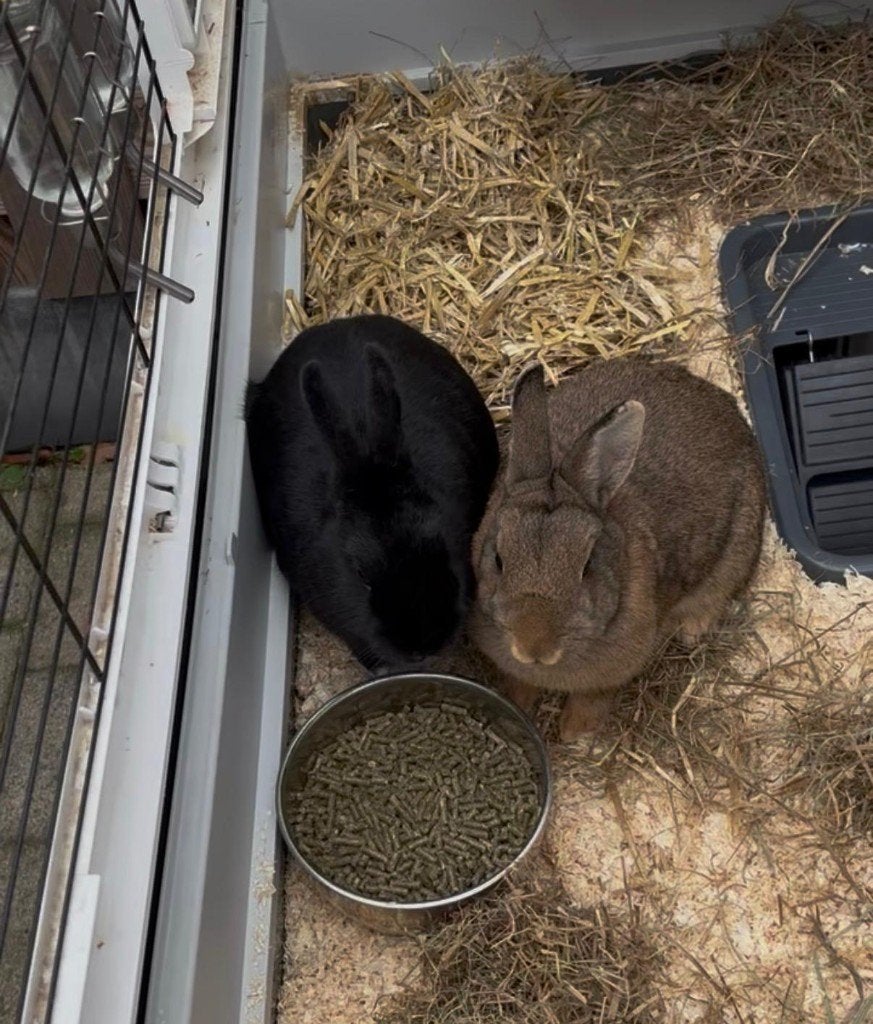Konijnen, Dieren en Toebehoren, Meerdere dieren, Middelgroot, 0 tot 2 jaar