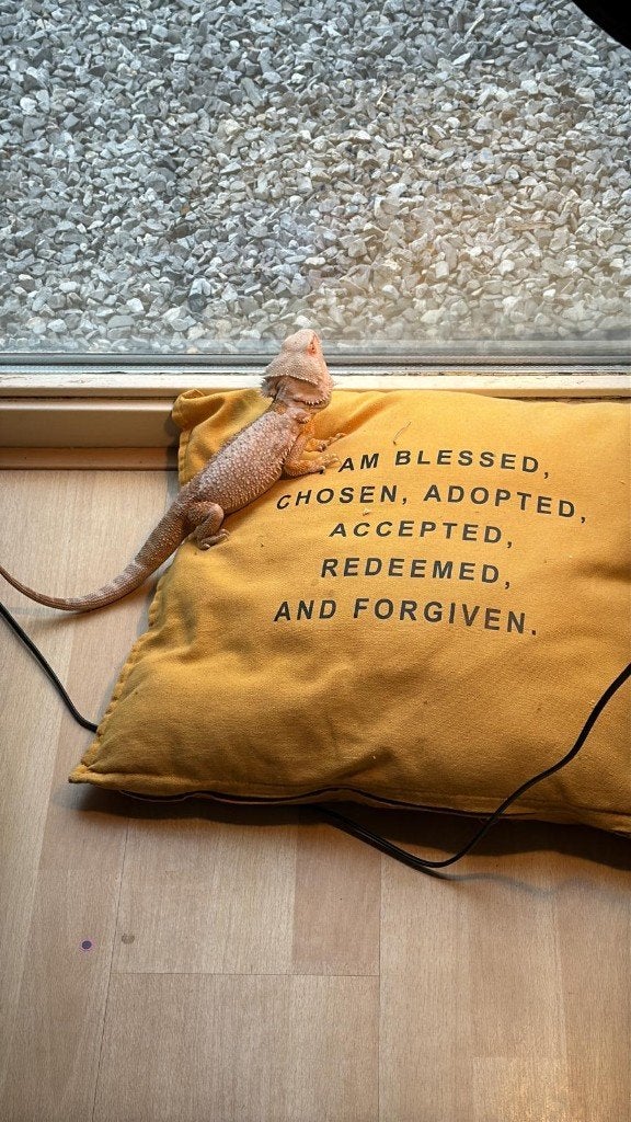 Baardagaam (man) zoekt nieuw huis Bearded Dragon photo 7