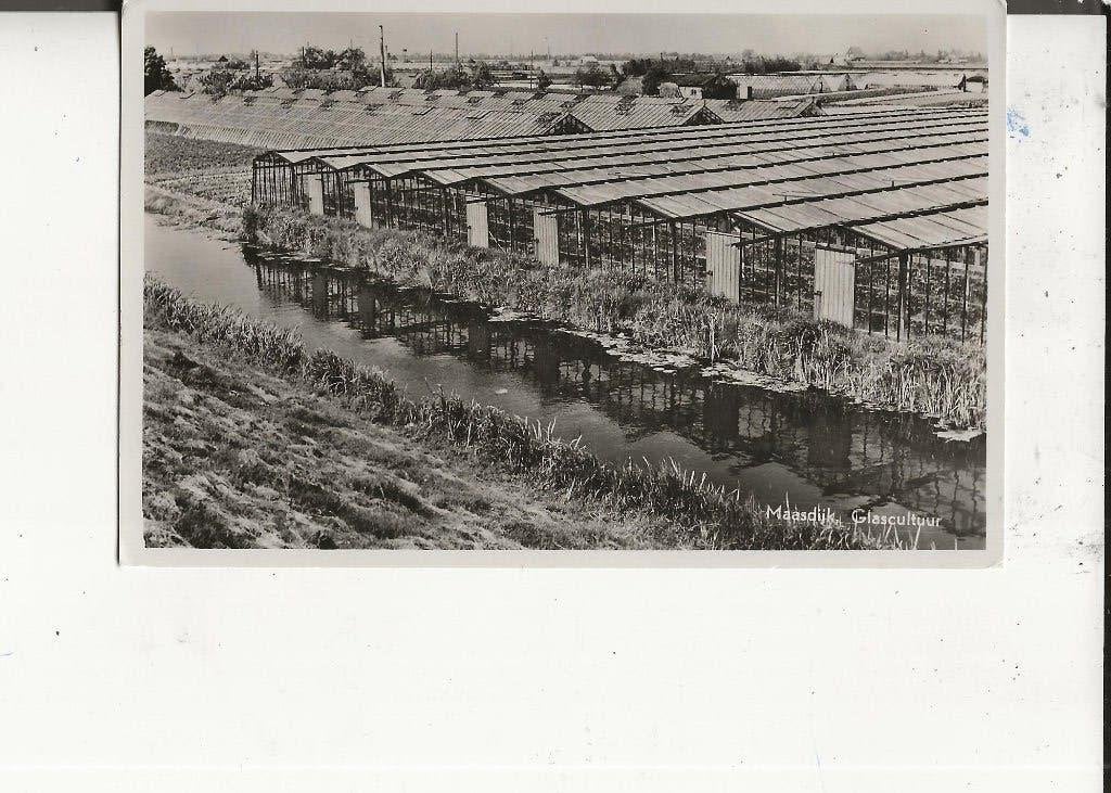 Maasdijk Panorama Glascultuur Koornneef, Verzamelen, Ansichtkaarten | Nederland, Ophalen of Verzenden, 1940 tot 1960, Ongelopen