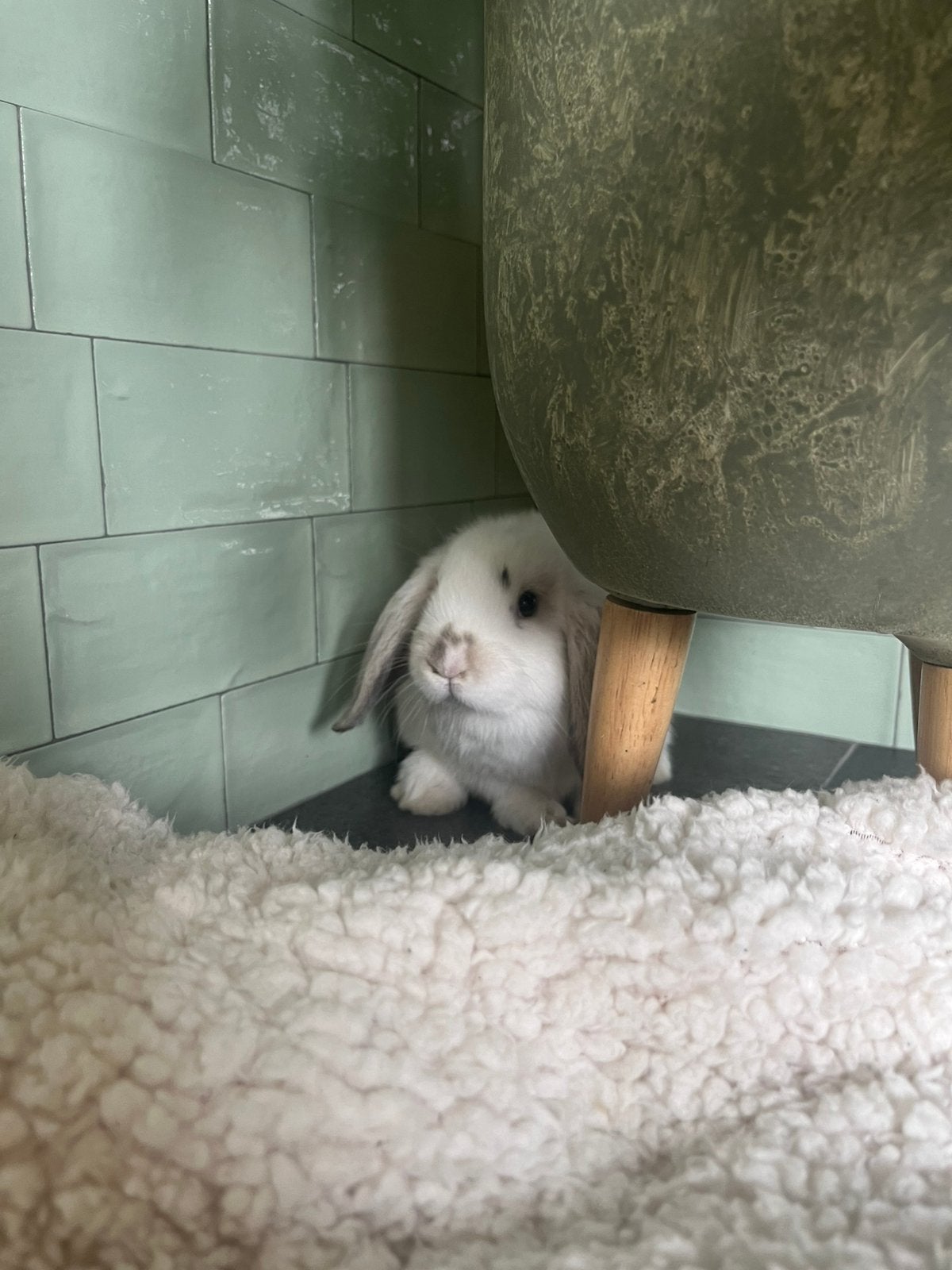 Dwergkonijn/mini lops, Dieren en Toebehoren, Juli, Meerdere dieren, Overige typen