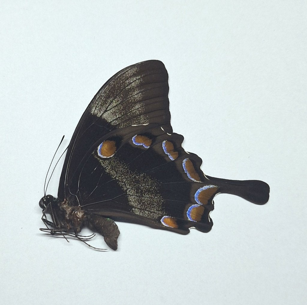 papilio ulysess ongeprepareerd, Ophalen of Verzenden, Nieuw, Insect, Opgezet dier