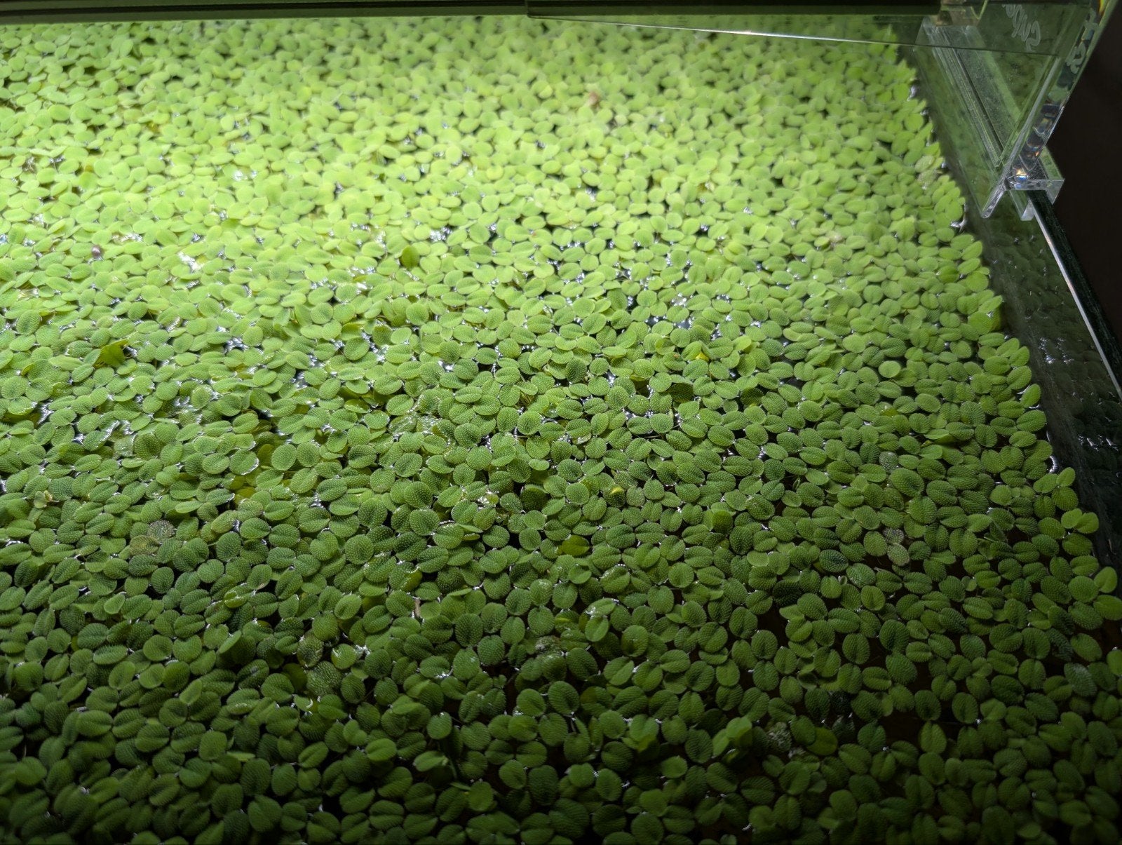 Salvina Minima Drijfplanten voor aquarium. KROOSVRIJ!!!, Dieren en Toebehoren, Overige typen, Zoetwatervis