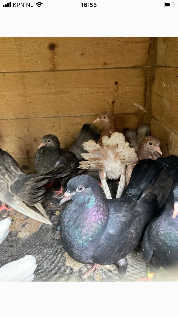 Oosterse rollers, Meerdere dieren, Overige soorten