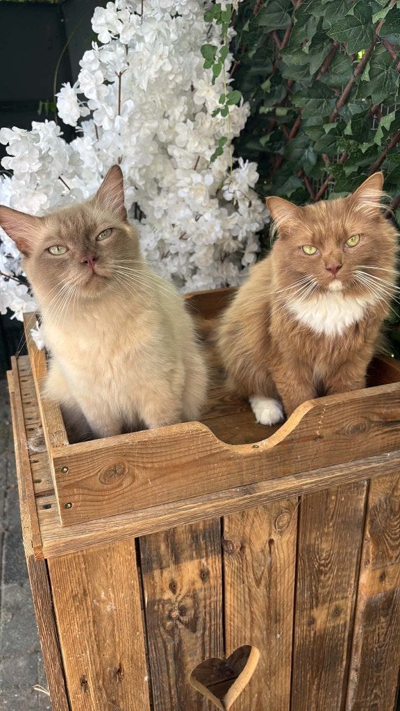 Ragdoll Dekkaters– Cinnamon & Chocolate Sepia, 0 tot 2 jaar