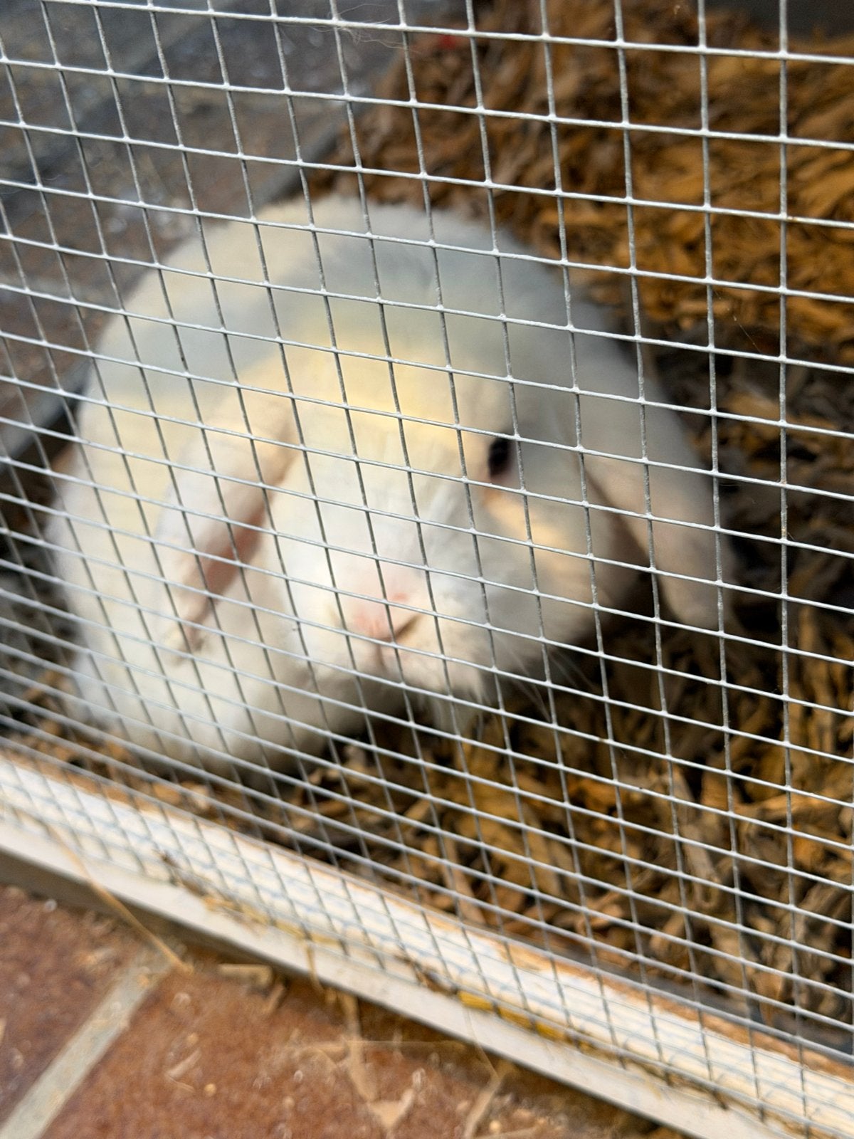 Gratis - Verschillende Konijnen, Dieren en Toebehoren, Meerdere dieren, Hangoor