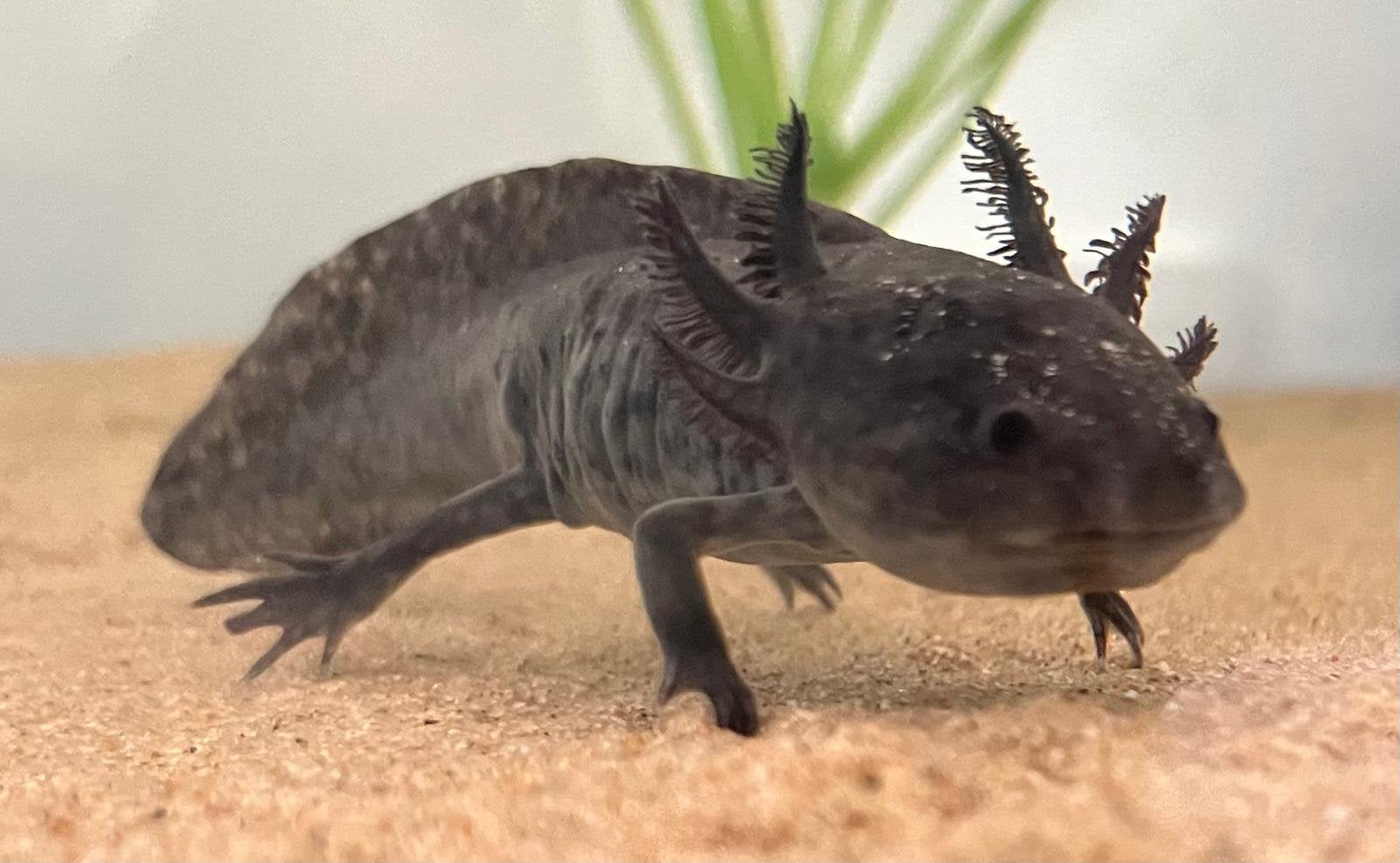 Axolotl, Ophalen, Zo goed als nieuw