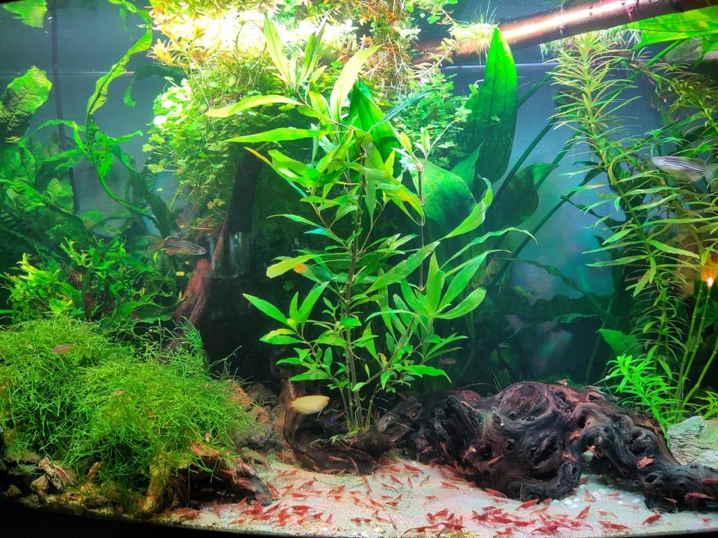 Rode garnalen, neocaridina, Dieren en Toebehoren, Vissen | Aquariumvissen, Kreeft, Krab of Garnaal