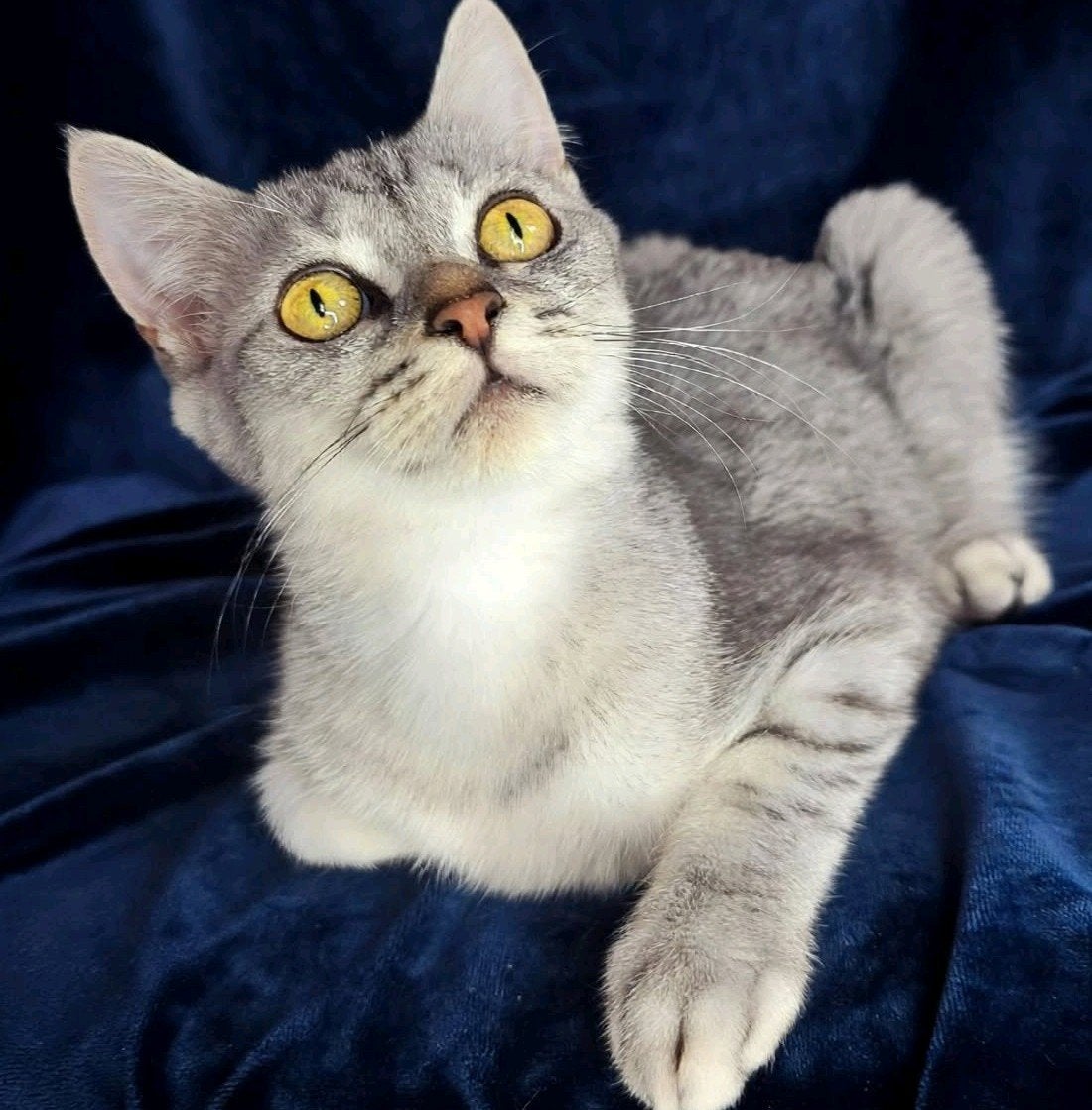 Prachtige Britse Korthaar Kitten - 5 Maanden - Zilver Tabby, Kater