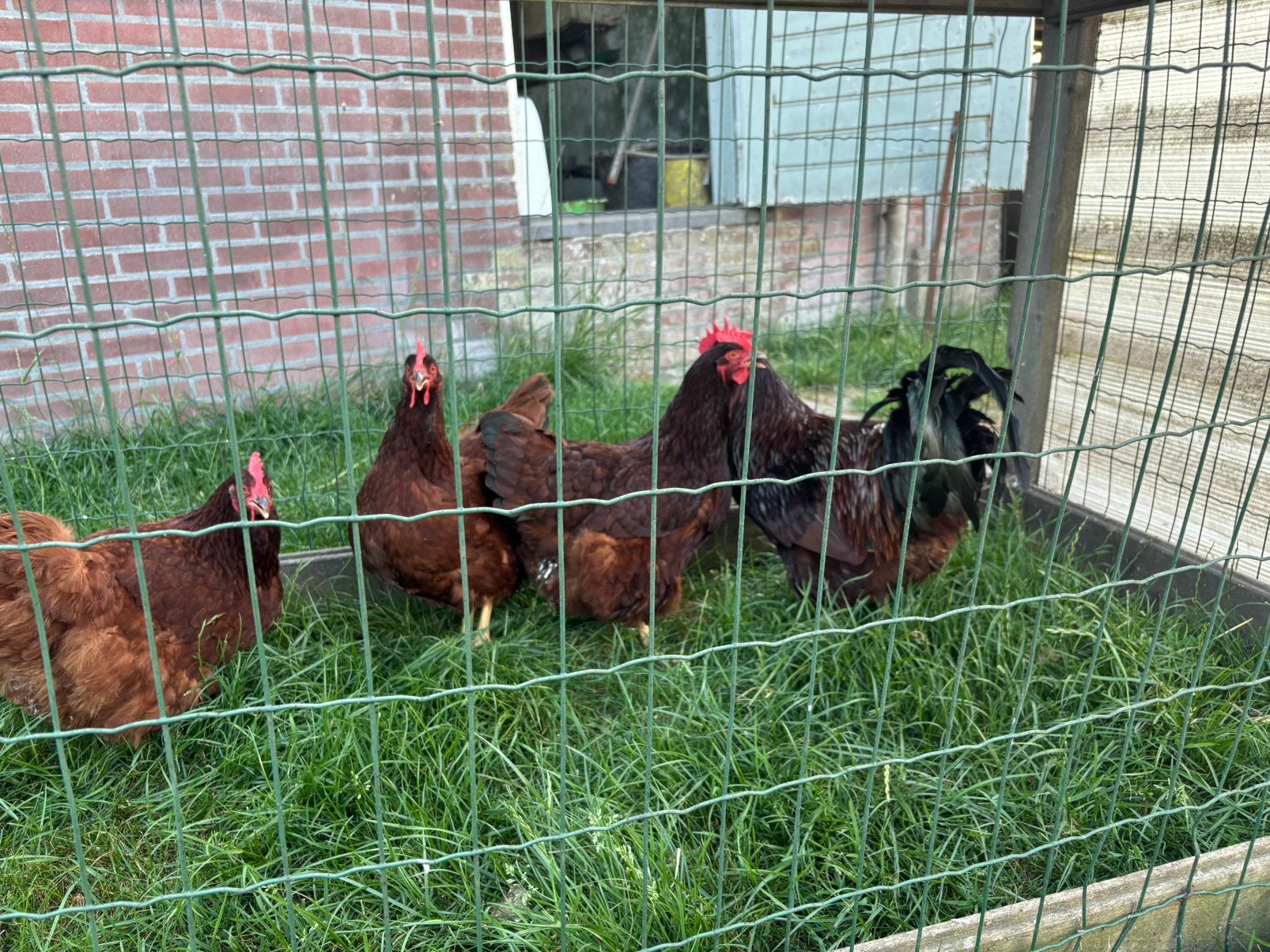 4 red island hennen met haan!, Dieren en Toebehoren, Pluimvee, Meerdere dieren, Kip