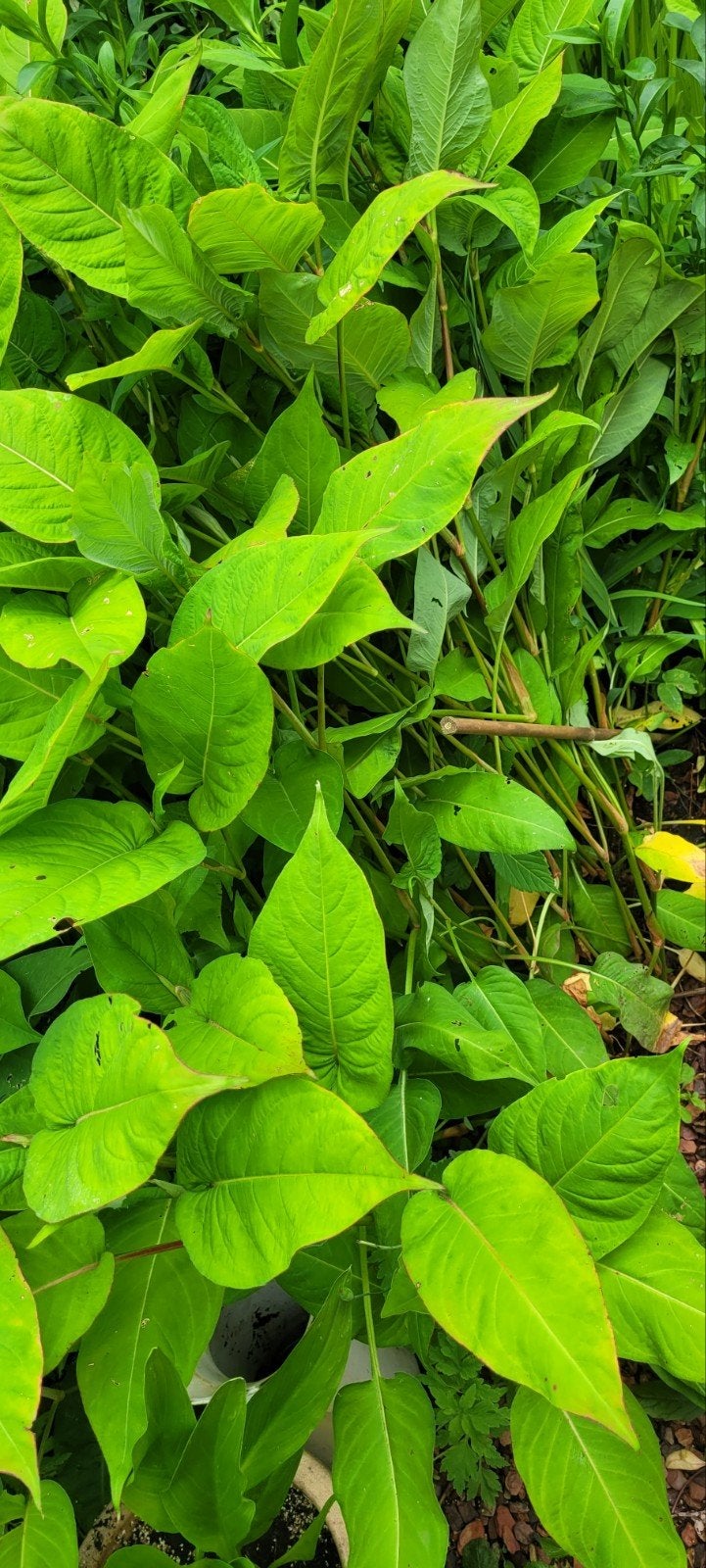 Persicaria amplexicaulis 'Orange Field', Ophalen, Overige soorten, Volle zon