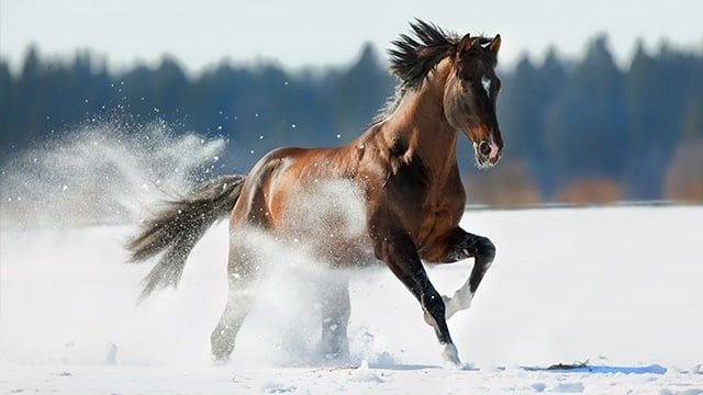 Gezocht: Privéles pony/paard, Dieren en Toebehoren