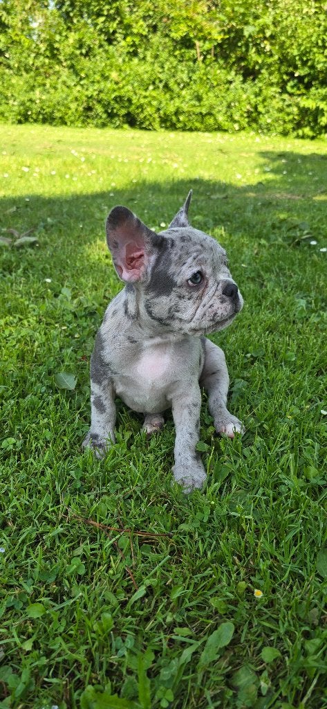 Platinum Merle Franse Bulldog pups, Dieren en Toebehoren, 8 tot 15 weken, Parvo, Bulldog, Meerdere