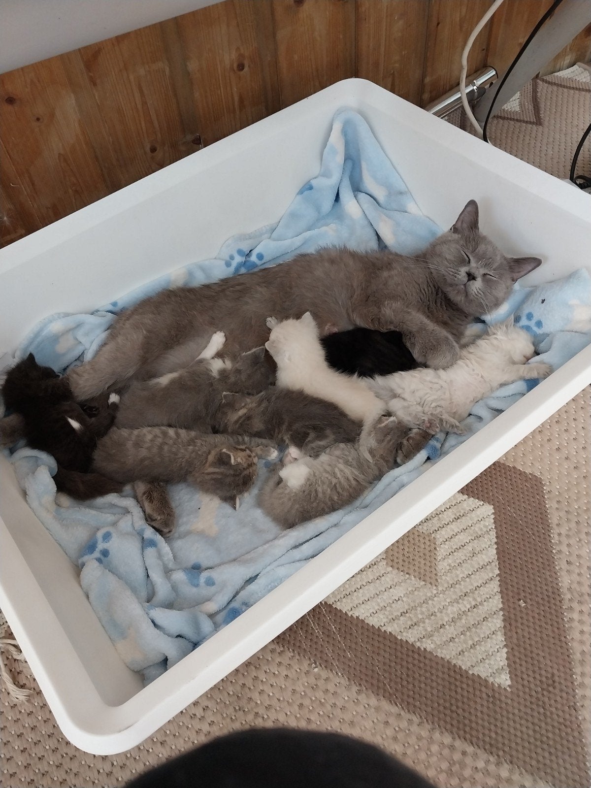 7 Britse korthaar kittens zijn 7 weken oud 20.7.2026 geboren, Meerdere dieren, Kortharig, 0 tot 2 jaar