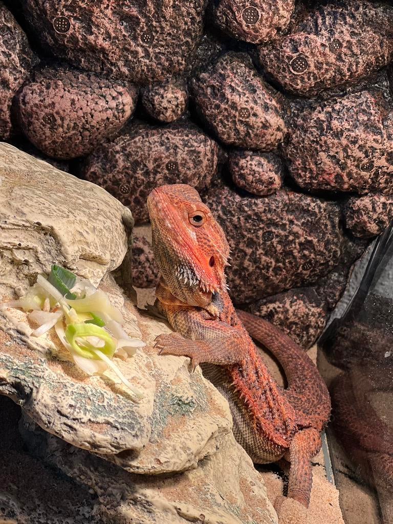 Pogona vitticeps baardagaam Bearded Dragon - male for sale from Chrisjan Van tilburg