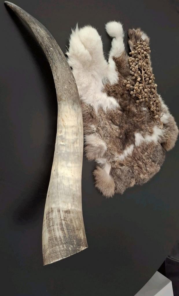 Grote Stieren/ Buffel hoorn, Verzamelen, Dierenverzamelingen, Ophalen of Verzenden, Beeldje of Figuurtje