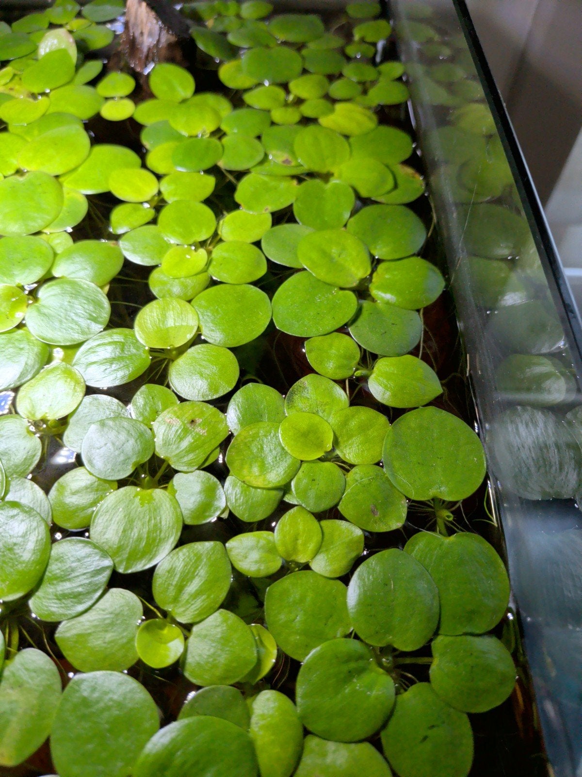 Limnobium laevigatum, leuk drijfpantje aquarium. Gratis, Dieren en Toebehoren, Vissen | Aquaria en Toebehoren, Ophalen, Plant(en), Steen of Hout