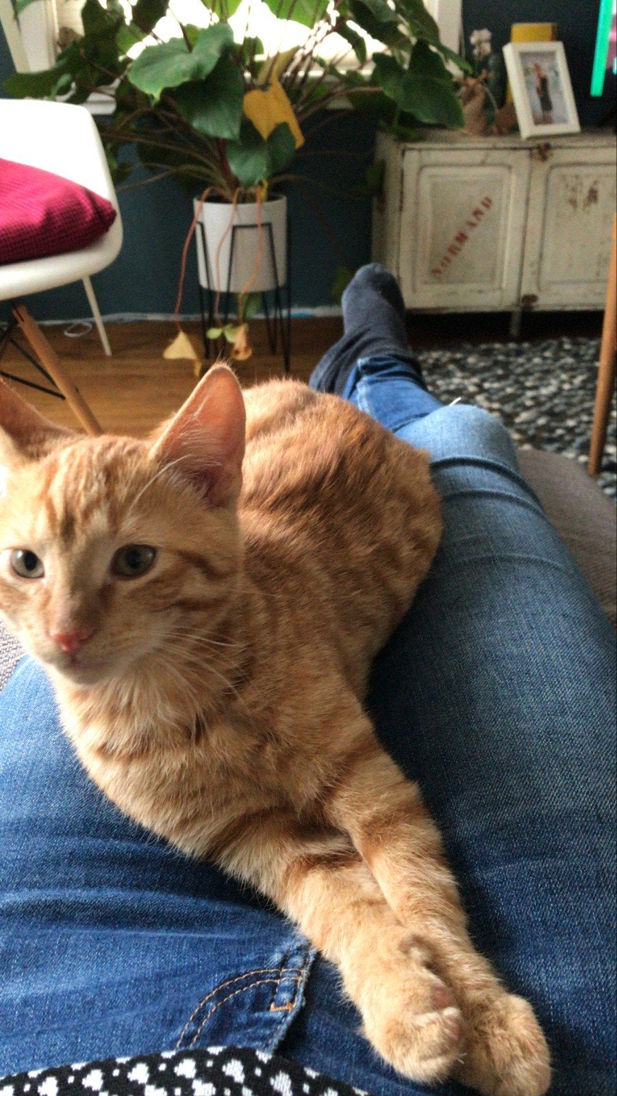 (Tijdelijke) oppas voor 2 lieve katers gezocht!, Kater