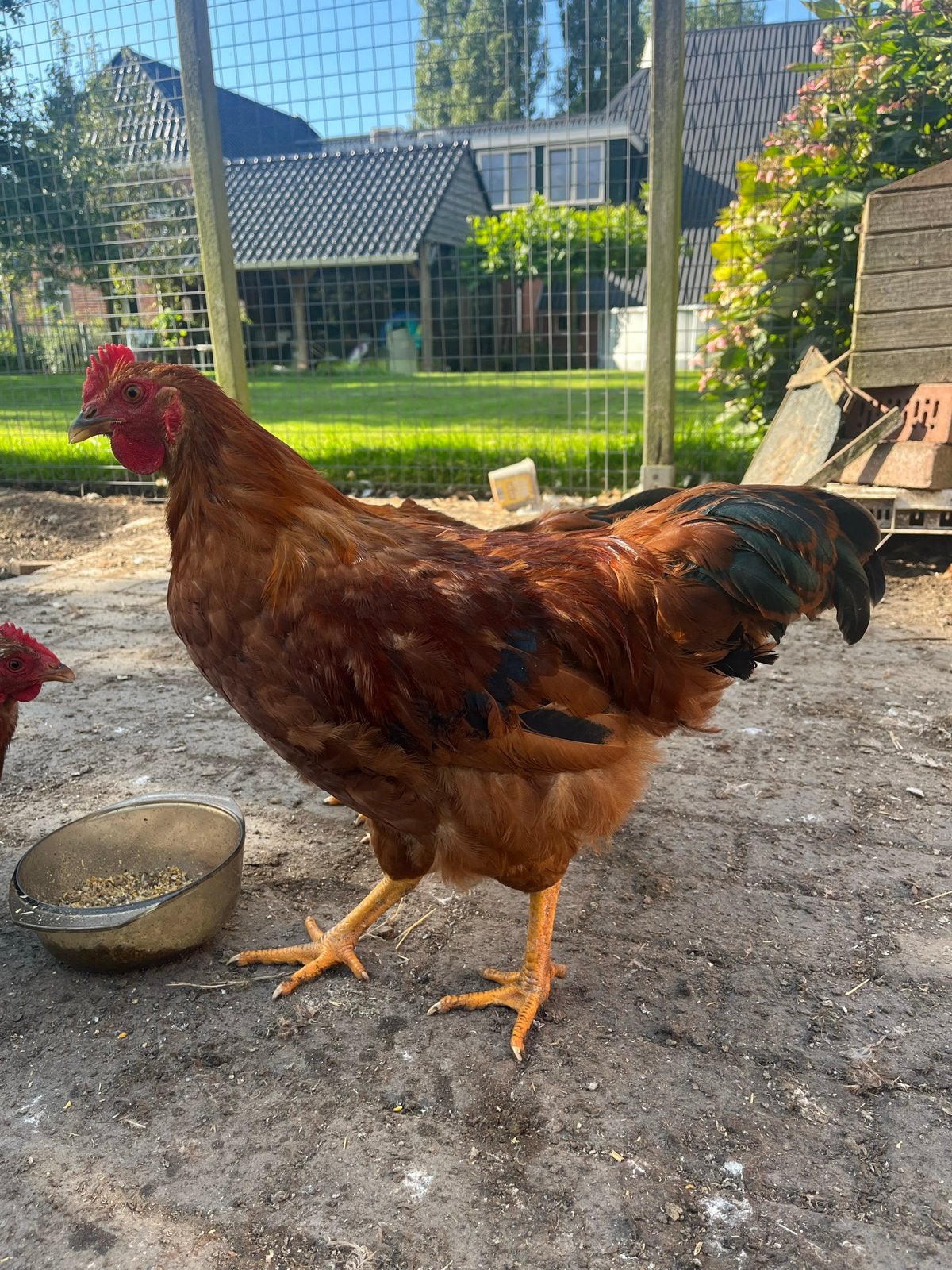 Hanen, Dieren en Toebehoren, Mannelijk, Kip