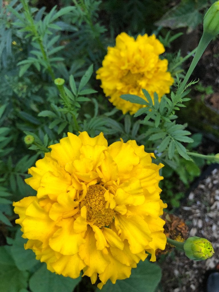 Bloemenzaden, Verzenden, Voorjaar, Volle zon, Zaad