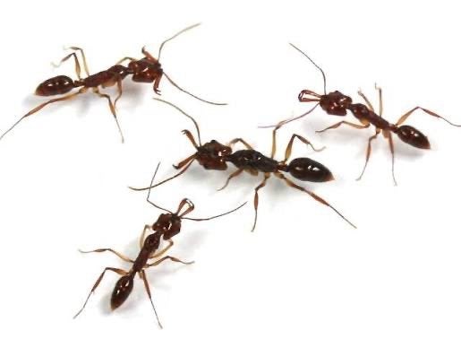 odontomachus monticola 1koninging +10werksters, Dieren en Toebehoren, Insecten en Spinnen, Mieren
