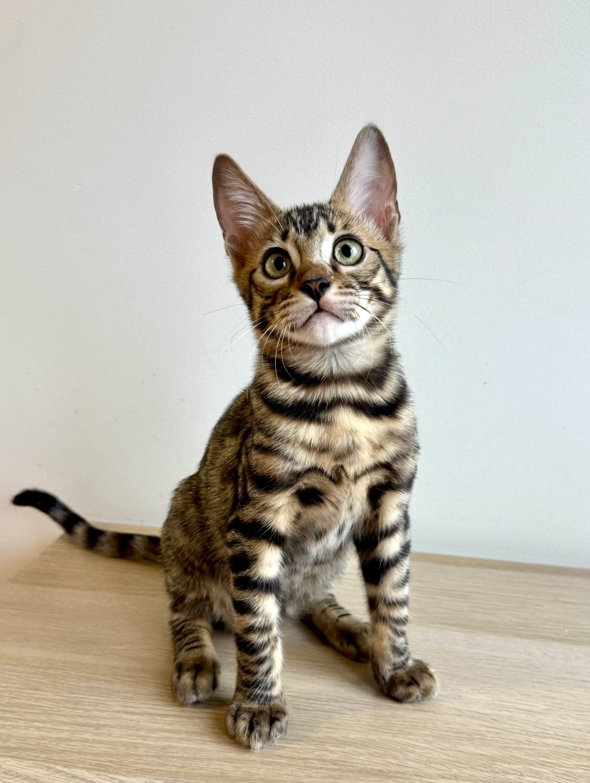 Bengal kitten | ontzettend lief | geteste ouders, Kater