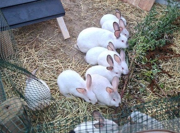 Konijnen, Dieren en Toebehoren, Konijnen, Meerdere dieren