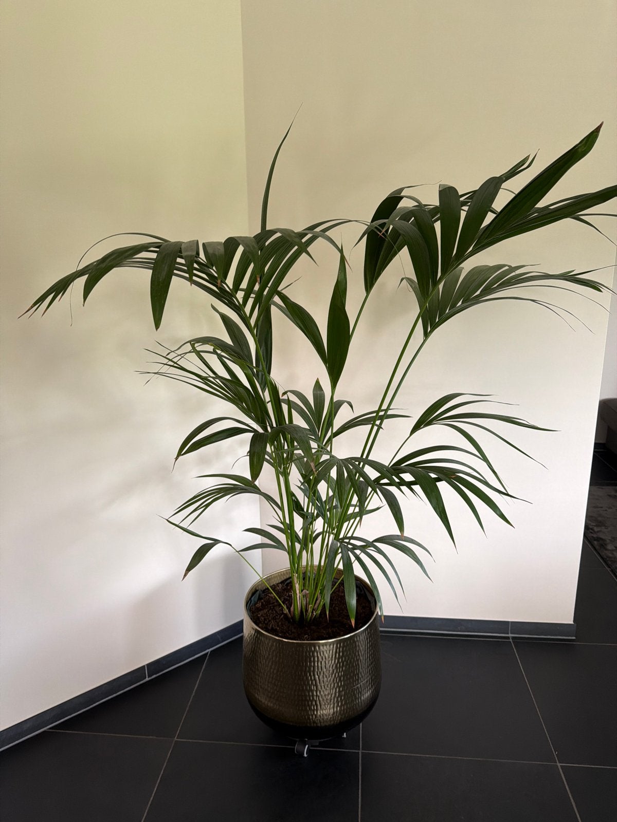 Kamerplant met gouden pot en rolplankje, Ophalen, 100 tot 150 cm, Palm, Halfschaduw