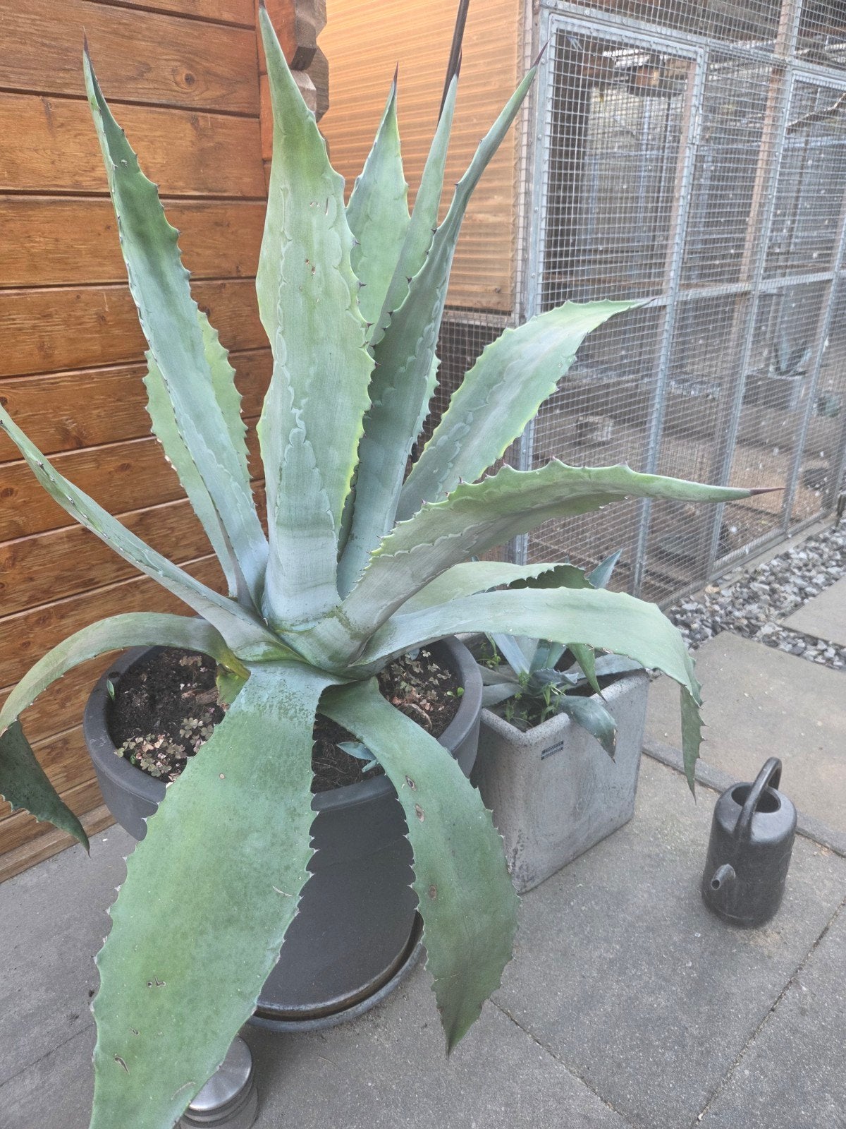 cactus, Tuin en Terras, Ophalen, Overige soorten, Volle zon