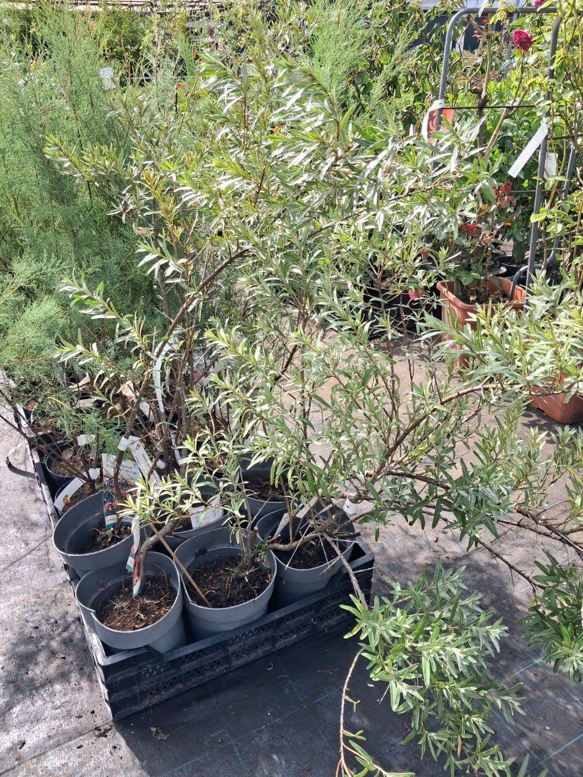 Duindoorn 'Fried Orange' - Hippophae rhamnoides, Overige soorten, Vaste plant, Ophalen of Verzenden, Halfschaduw