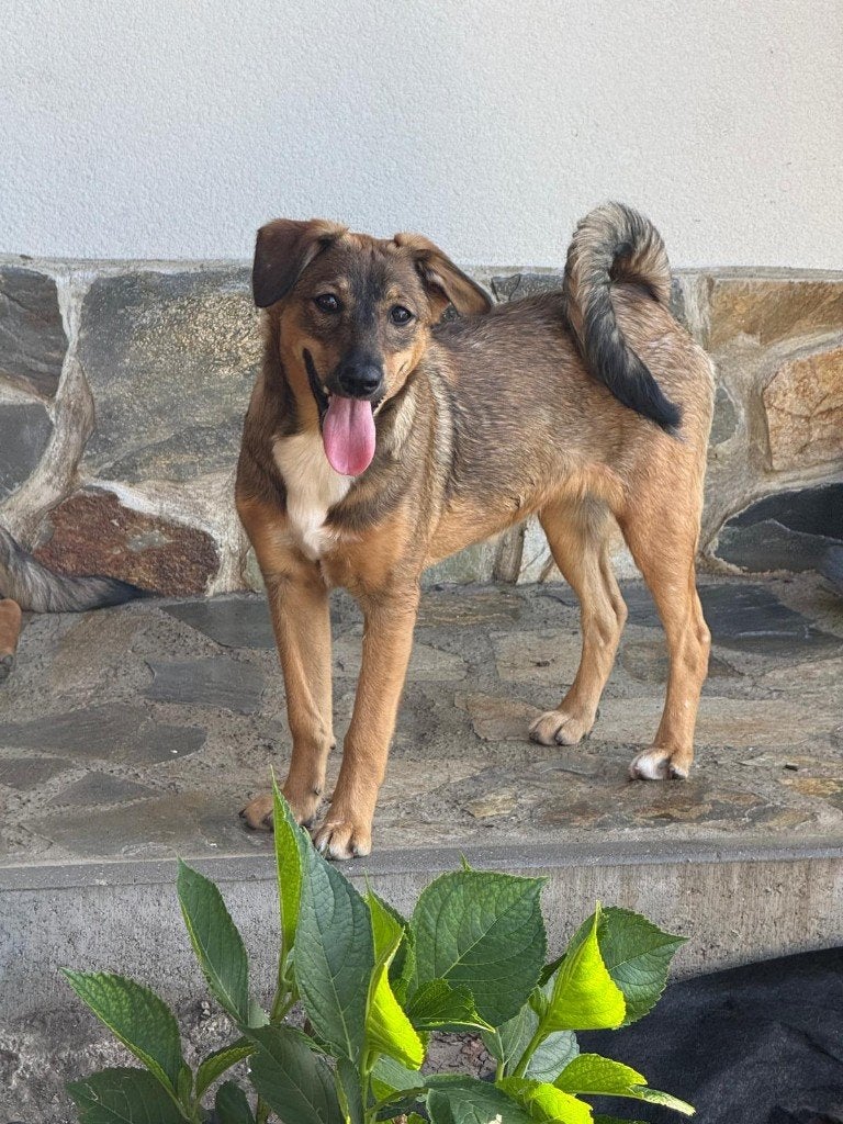 Lieve Foxy zoekt baasje., Dieren en Toebehoren, 15 weken tot 1 jaar, Reu, Eén hond, CDV (hondenziekte)