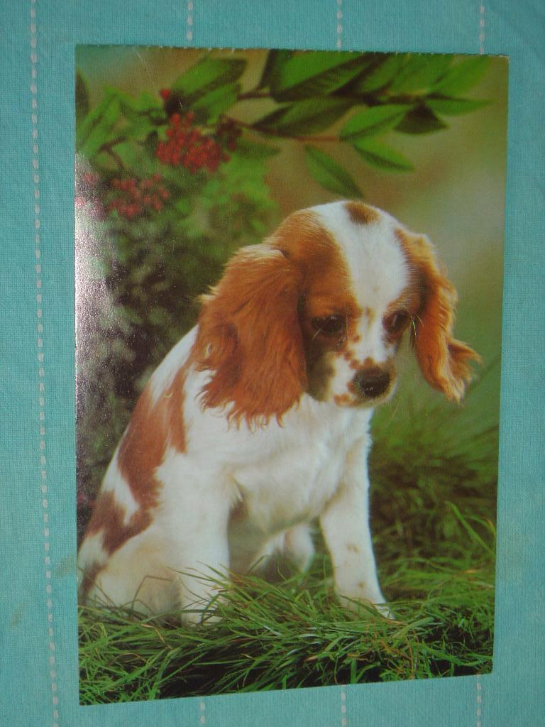 5) Kleuren ansichtkaart Kavaler. King. Charles. Spaniel Hond, Ophalen of Verzenden, 1960 tot 1980, Ongelopen, Hond of Kat