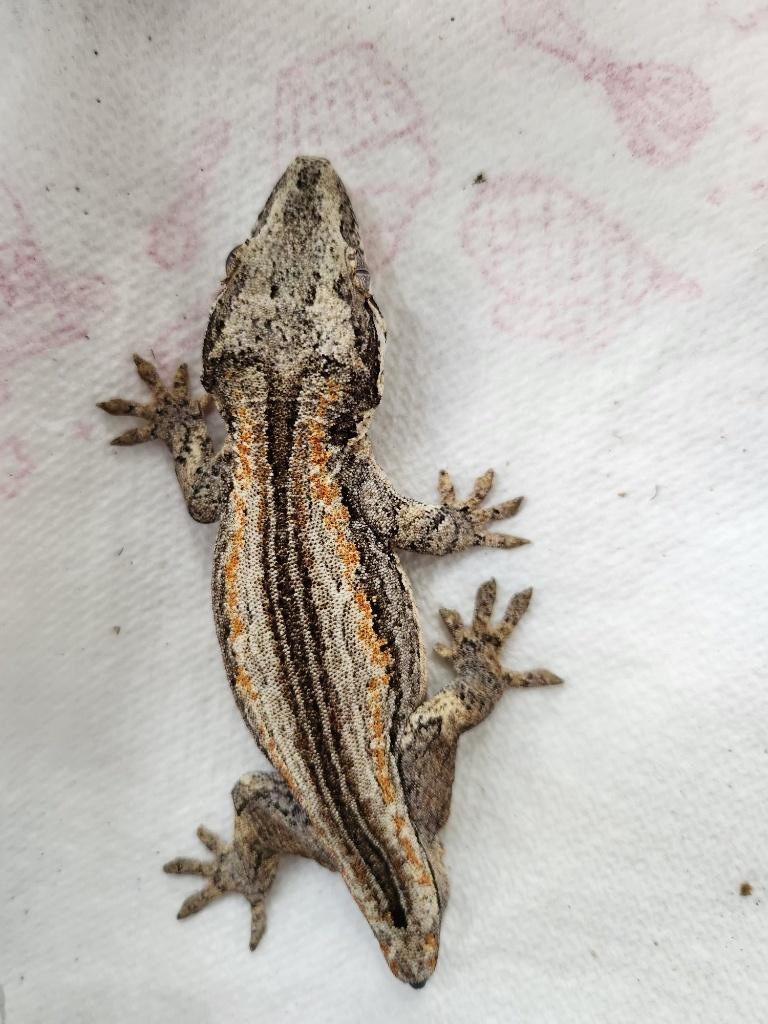 nakweek jonge div gargoyle gekko Leopard Gecko - unknown for sale from l