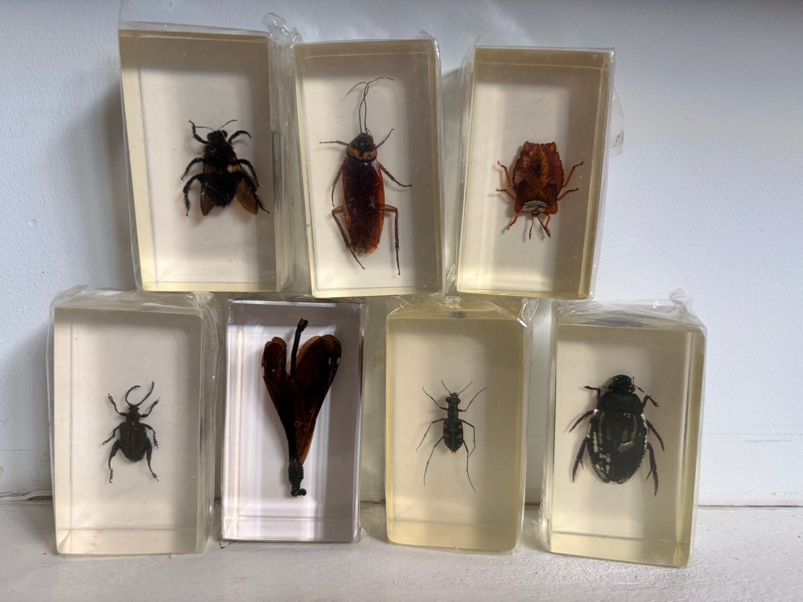Insecten in hars, Overige soorten