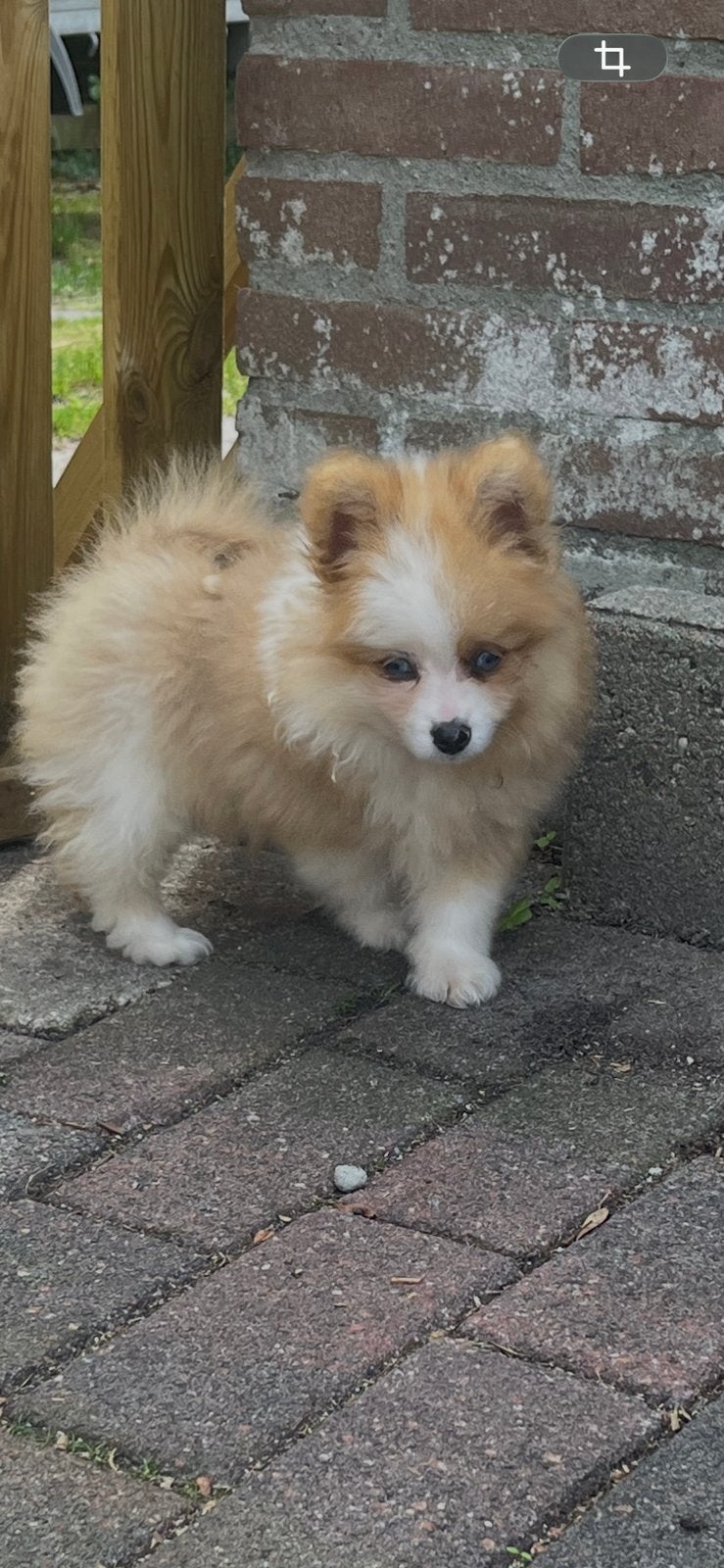 Mooie pompriaan pups, Dieren en Toebehoren, Parvo, 8 tot 15 weken, Geslacht onbekend, Meerdere