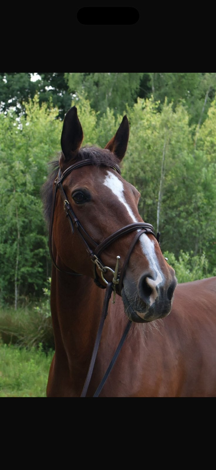 17 jarige merrie, Dieren en Toebehoren, Paarden, Merrie, B, Gechipt, 11 jaar of ouder