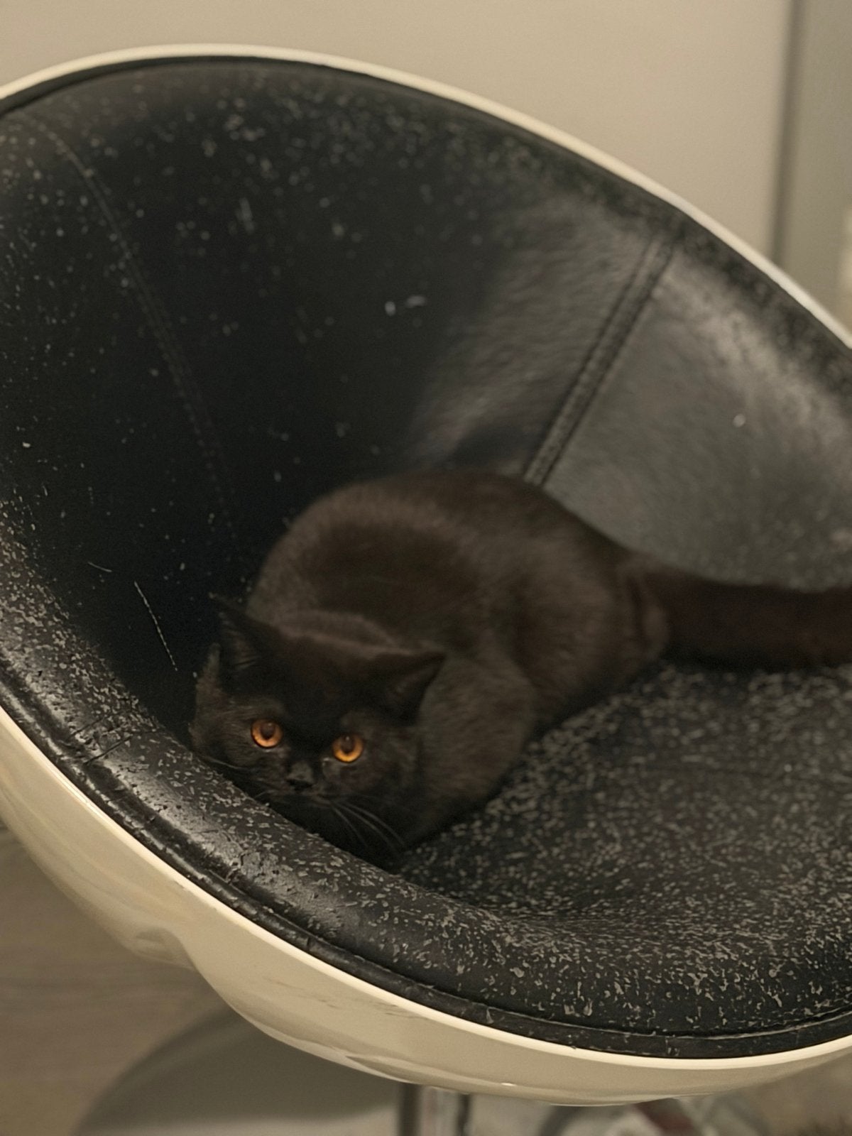 Britse poes, Meerdere dieren