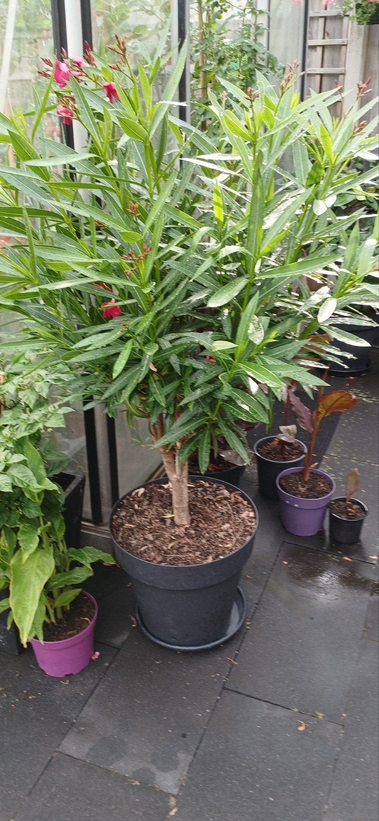 Rode Oleander op stam - 1,50m hoog in pot 40cm, Volle zon, Vaste plant, Zomer, Ophalen