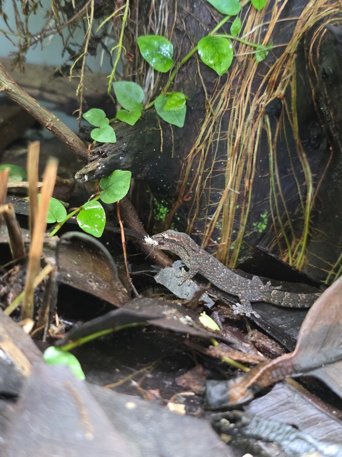 Rouwgekko (lepidodactylus lugubris), Dieren en Toebehoren, Reptielen en Amfibieën, Hagedis, 0 tot 2 jaar