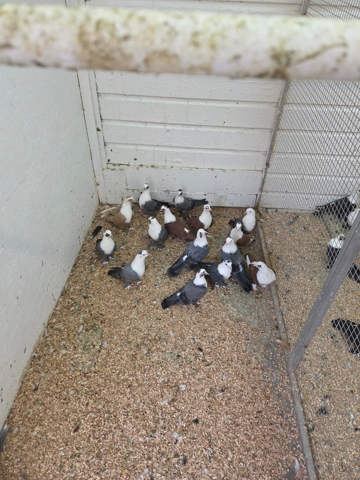 siras tuimelaars syrie, Dieren en Toebehoren, Meerdere dieren, Overige soorten