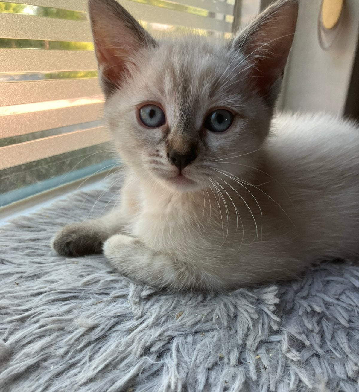 Nog twee kittens (poesjes) zoeken een nieuw huis, Dieren en Toebehoren, Meerdere dieren
