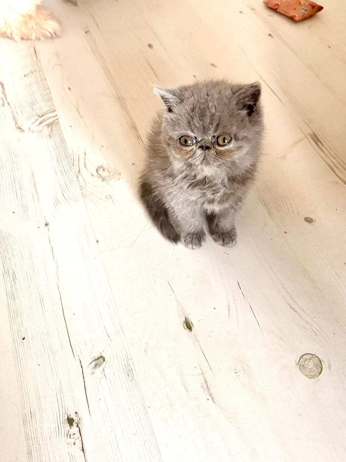 Exotic/Pers kittens, Meerdere dieren, Ontwormd, 0 tot 2 jaar