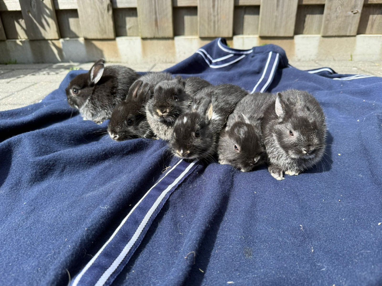 Te koop jonge dwerg konijntje s, Meerdere dieren, Dwerg
