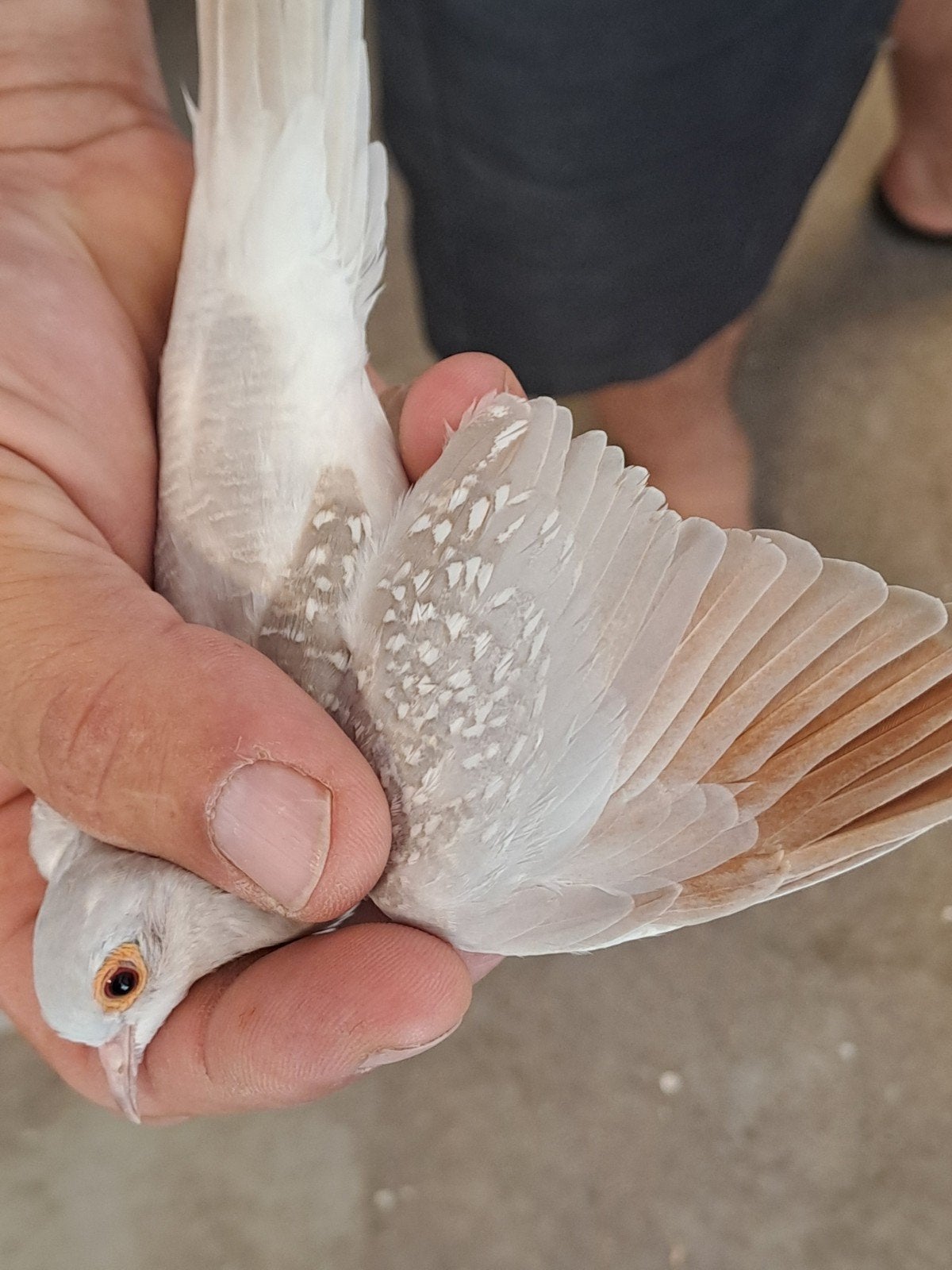 diamantduifjes, Meerdere dieren