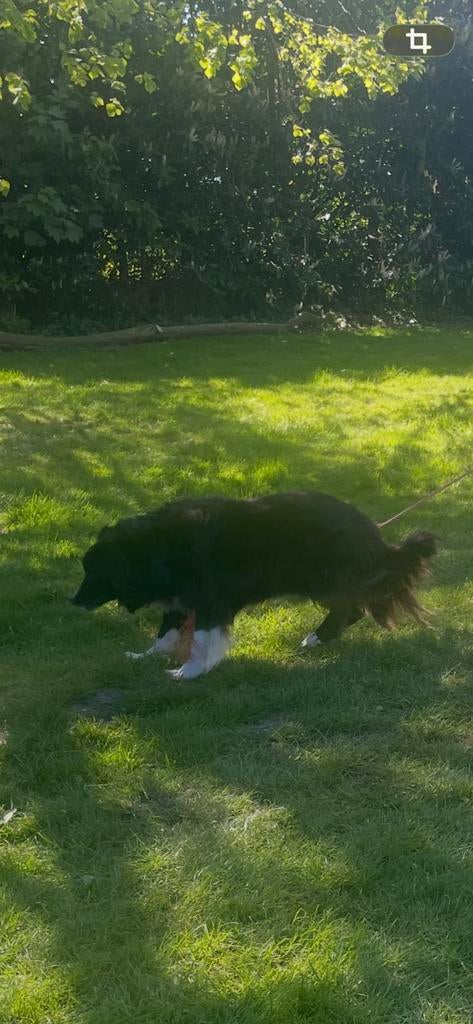 Lieve hond, Dieren en Toebehoren, Honden | Niet-rashonden, 6 jaar of ouder, Reu, Eén hond, Nederland