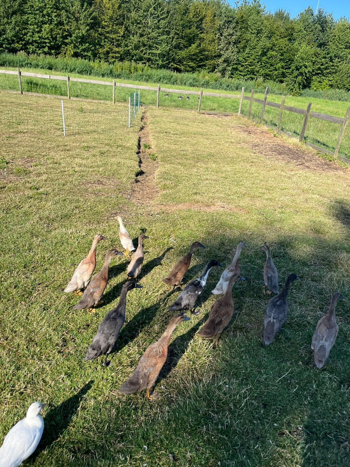 Jonge loopeendjes, Dieren en Toebehoren, Pluimvee, Meerdere dieren, Eend
