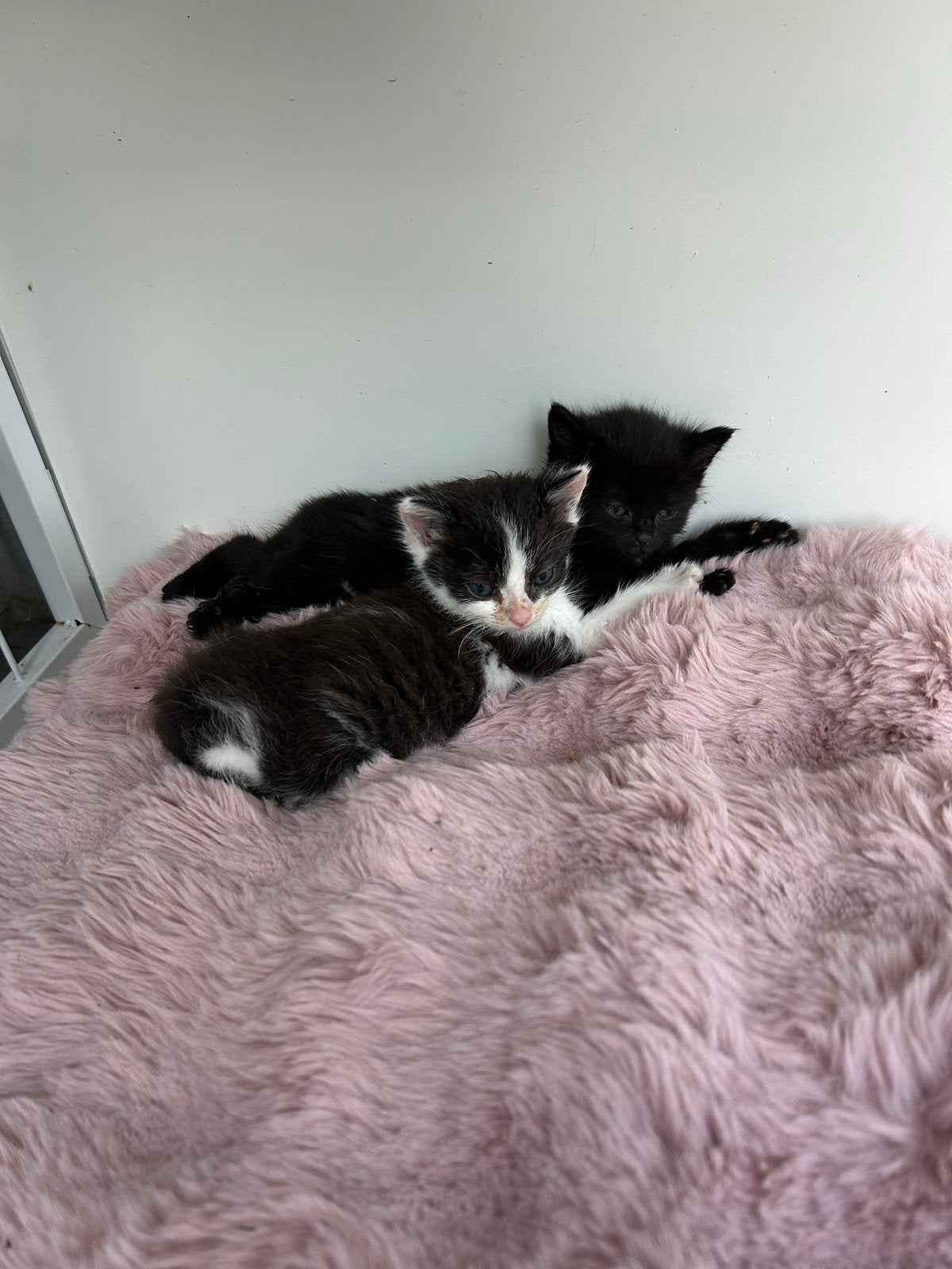 Kittens, Dieren en Toebehoren, Meerdere dieren