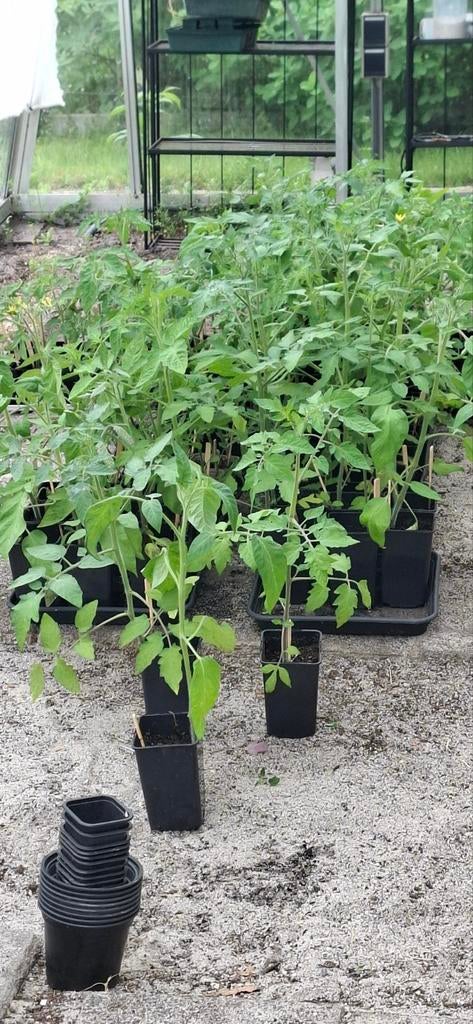 diverse groente en fruit stekken. biologisch  geteeld, Ophalen, Bruin, Overige typen, Nieuw